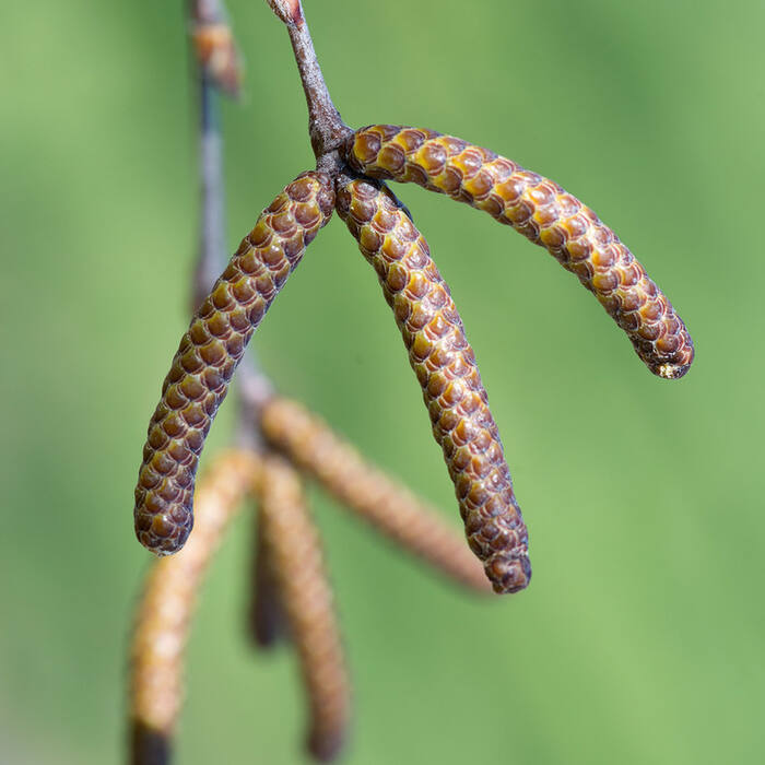 Betula nigra (river birch) reference photo 2
