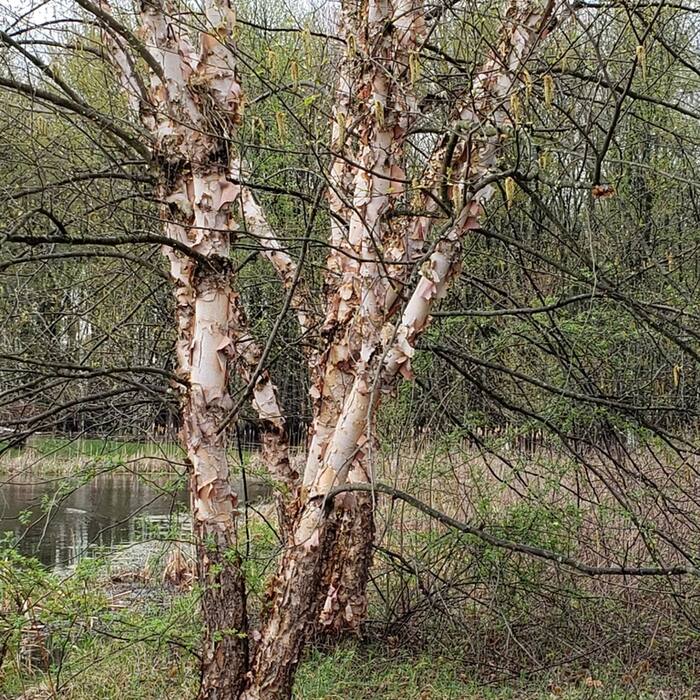 Betula nigra (river birch) reference photo 4
