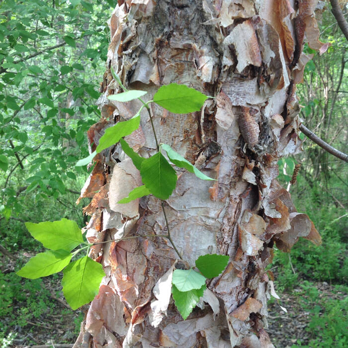 Betula nigra (river birch) reference photo 1