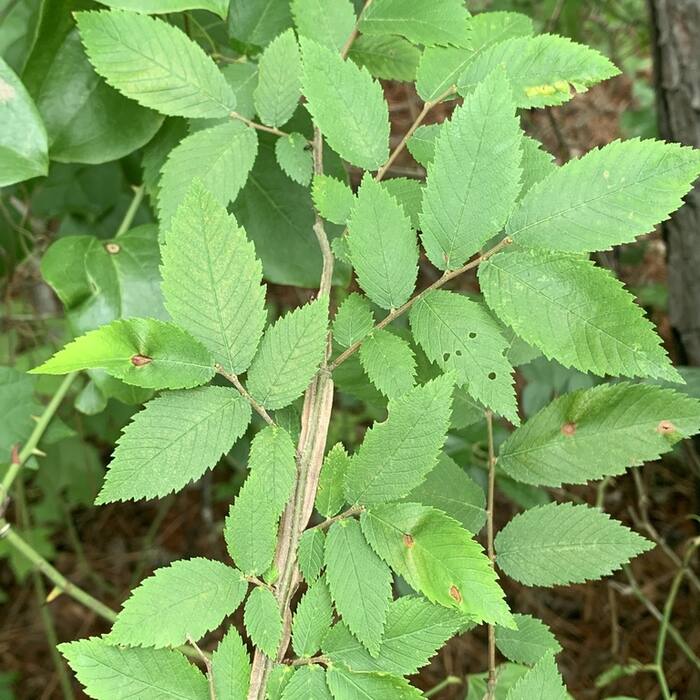 Ulmus alata (winged elm) reference photo 1