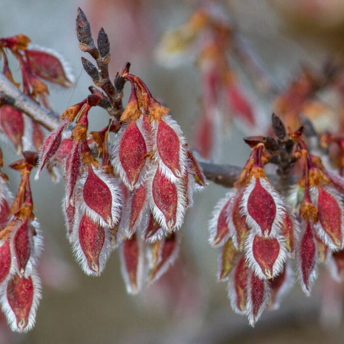 Ulmus alata (winged elm) reference photo 4