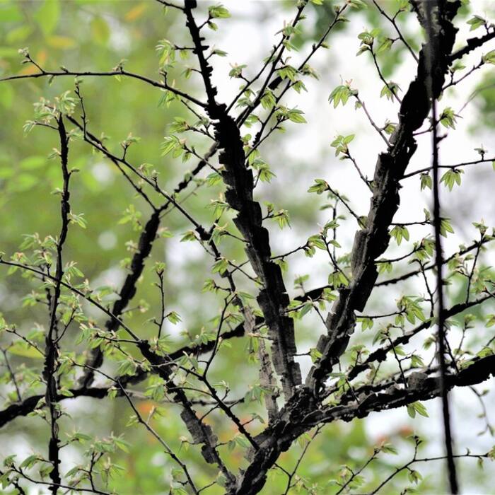 Ulmus alata (winged elm) reference photo 2