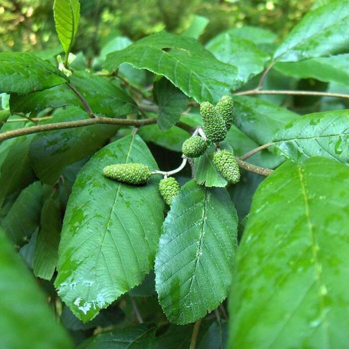 Alnus serrulata (tag alder) reference photo 1