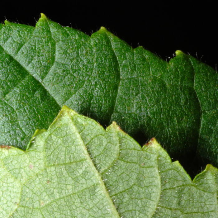 Corylus americana (American hazelnut) reference photo 3