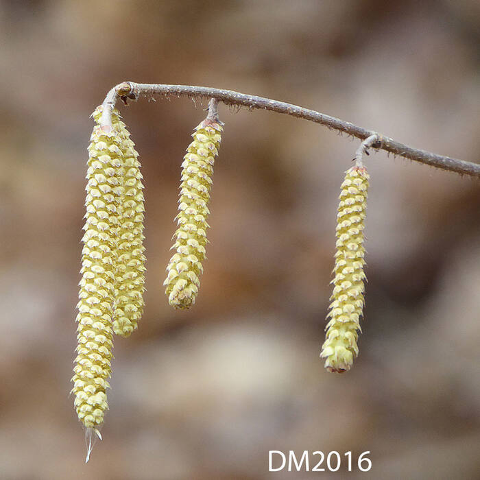 Corylus americana (American hazelnut) reference photo 4
