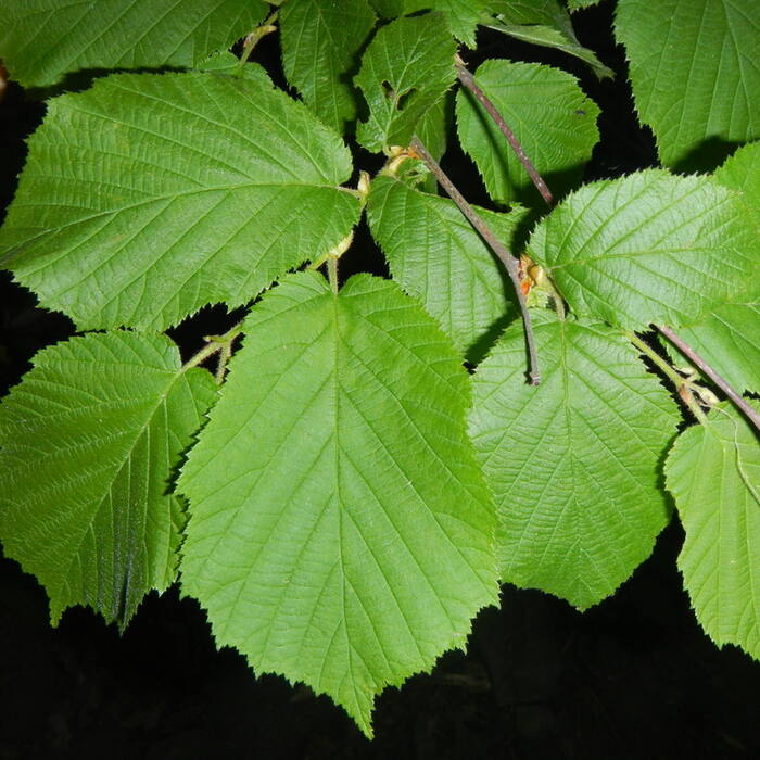 Corylus americana (American hazelnut) reference photo 2