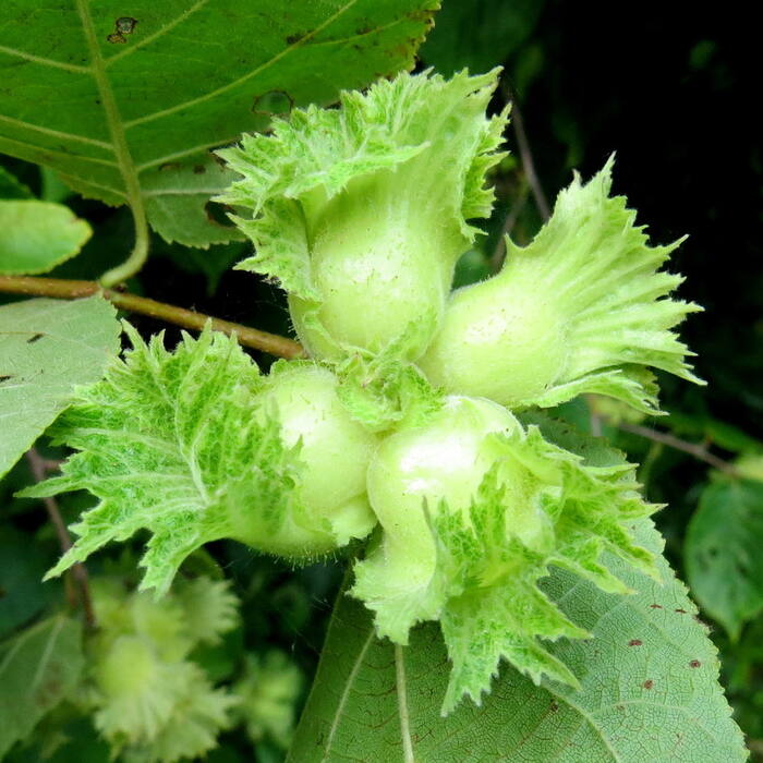 Corylus americana (American hazelnut) reference photo 1