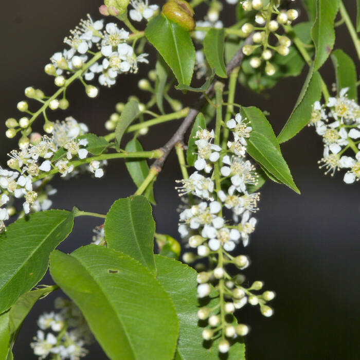 Prunus serotina (black cherry) reference photo 1