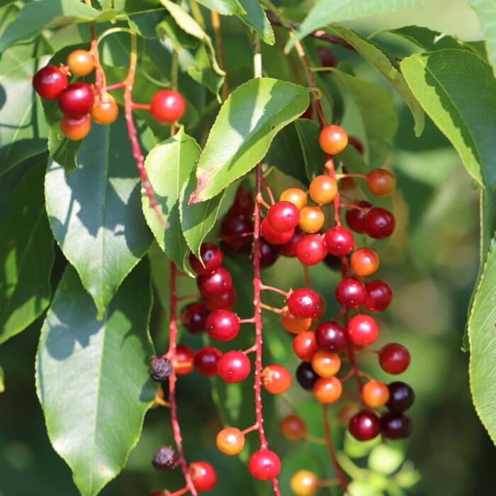 Prunus serotina (black cherry) reference photo 2