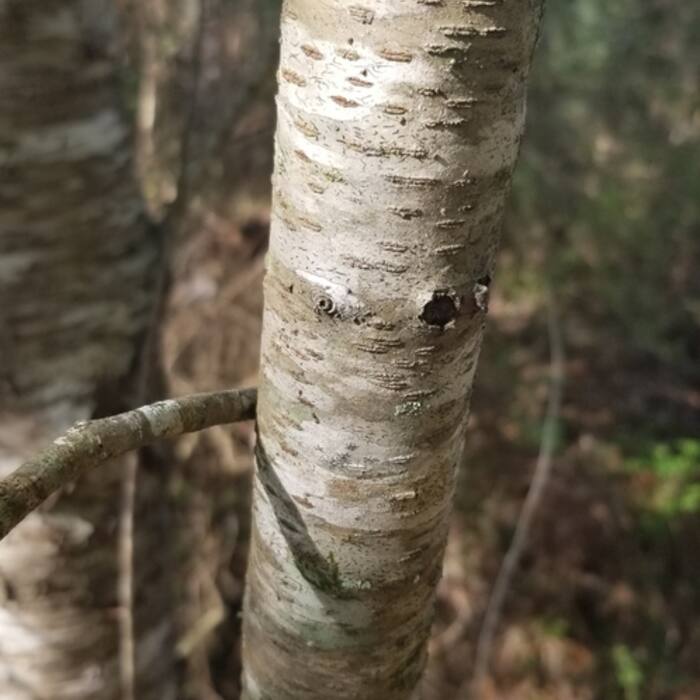 Prunus serotina (black cherry) reference photo 4