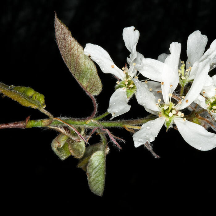 Amelanchier arborea (downy serviceberry) reference photo 4