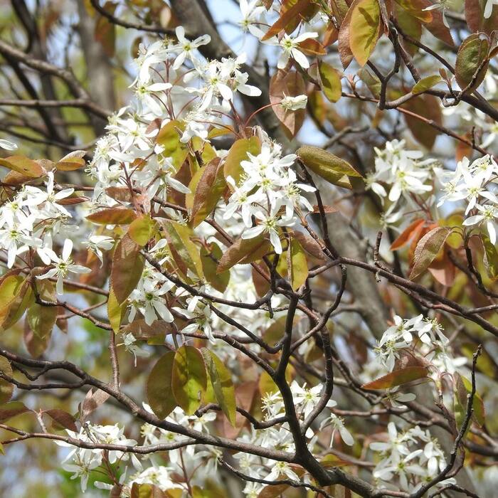 Amelanchier arborea (downy serviceberry) reference photo 1