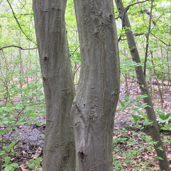 American hornbeam