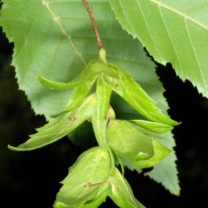 American hornbeam bract reference