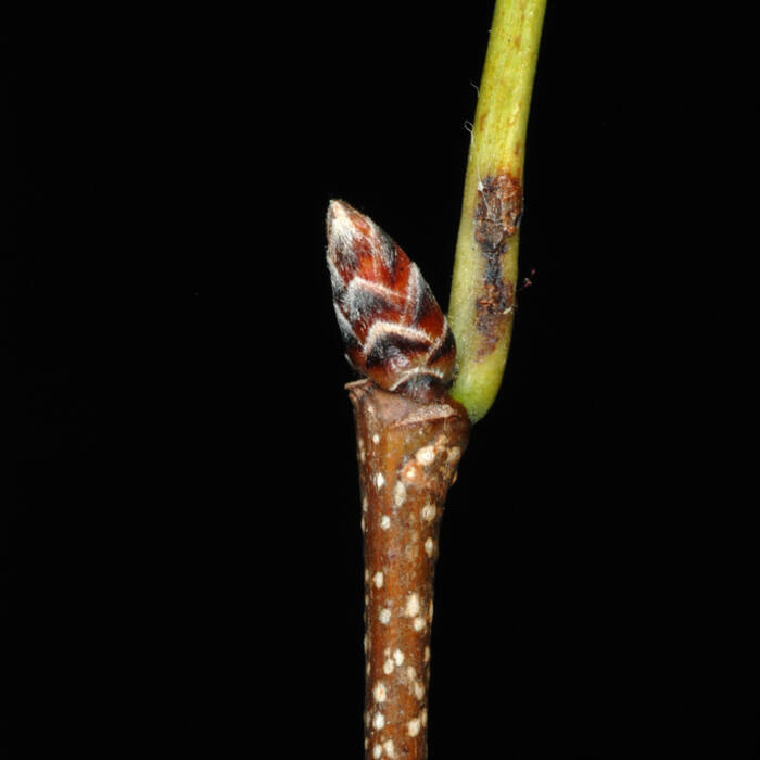 American hornbeam bud reference