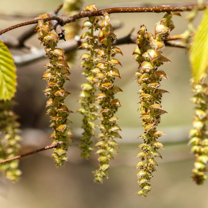 American hornbeam catkin reference