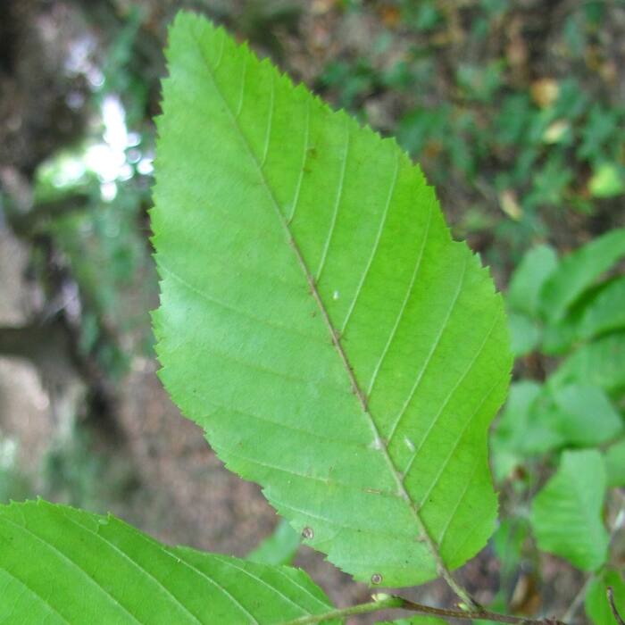 American hornbeam leaf reference