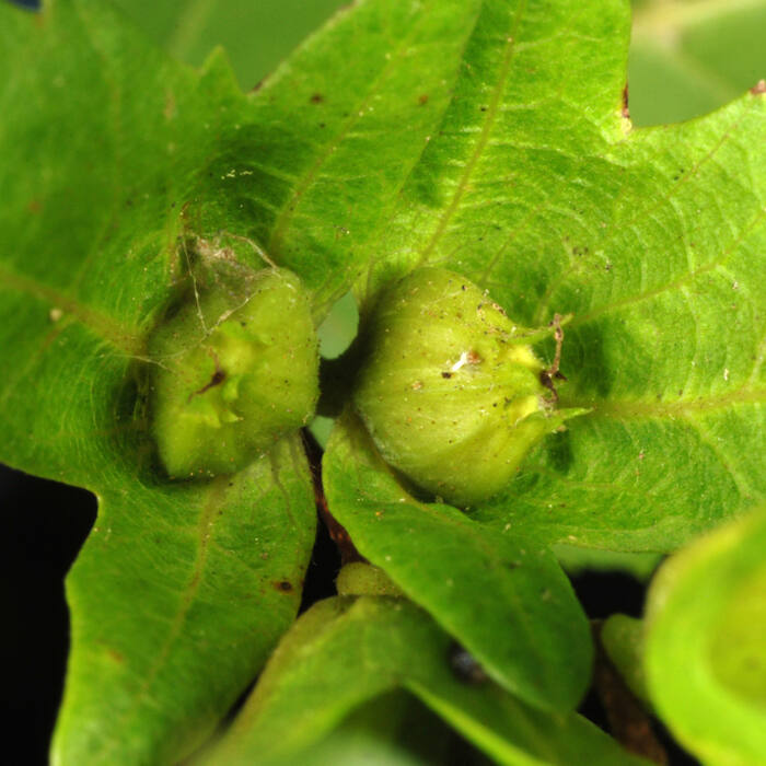Carpinus caroliniana (American hornbeam, 'blue beech') reference photo 3