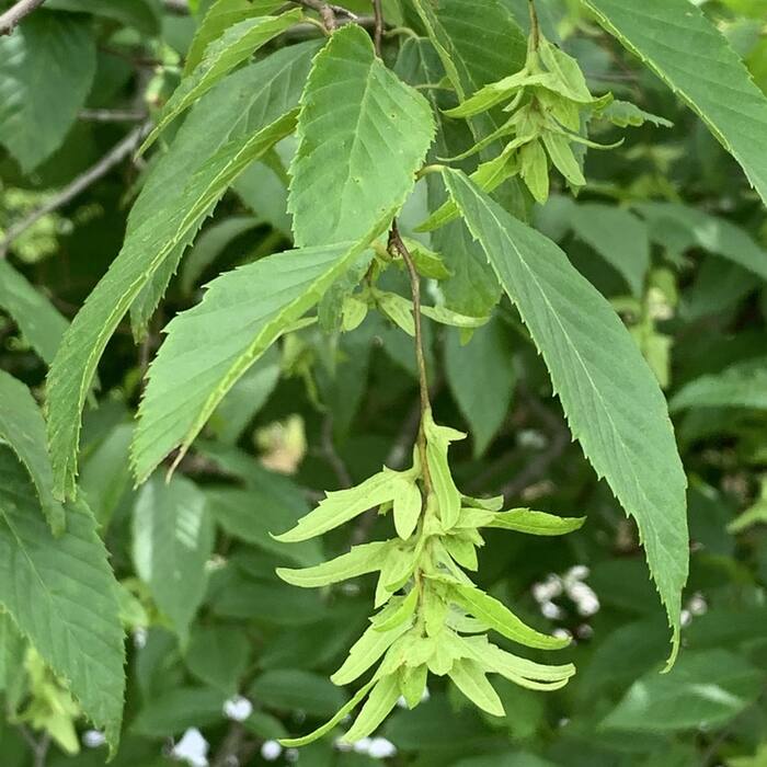 Carpinus caroliniana (American hornbeam, 'blue beech') reference photo 1