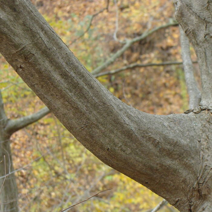 Carpinus caroliniana (American hornbeam, 'blue beech') reference photo 2