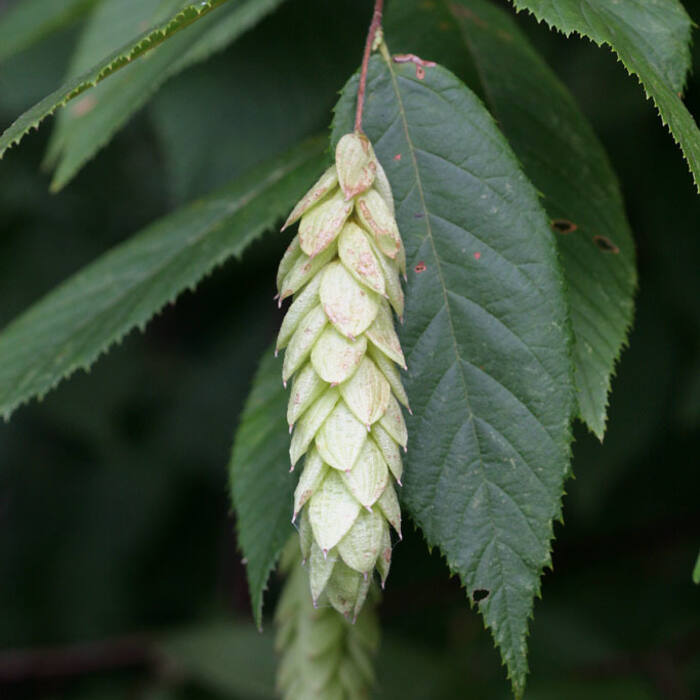 Ostrya virginiana (eastern hop-hornbeam) reference photo 1