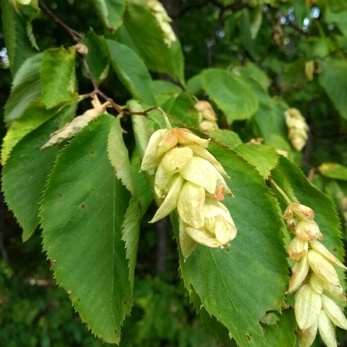 Ostrya virginiana (eastern hop-hornbeam) reference photo 4
