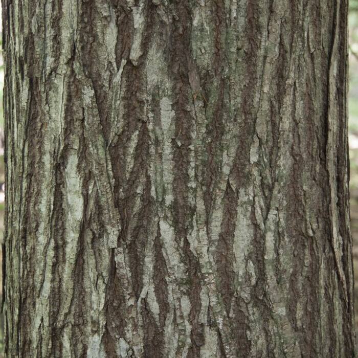 Castanea dentata (American chestnut) reference photo 4