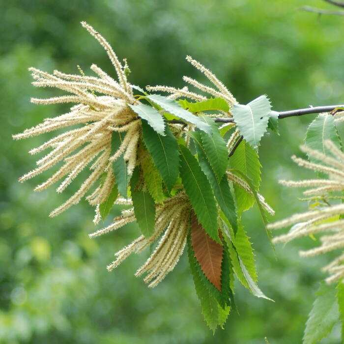 Castanea dentata (American chestnut) reference photo 2