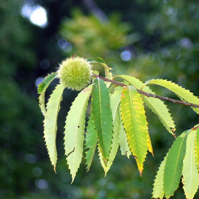 Castanea dentata (American chestnut) reference photo 1