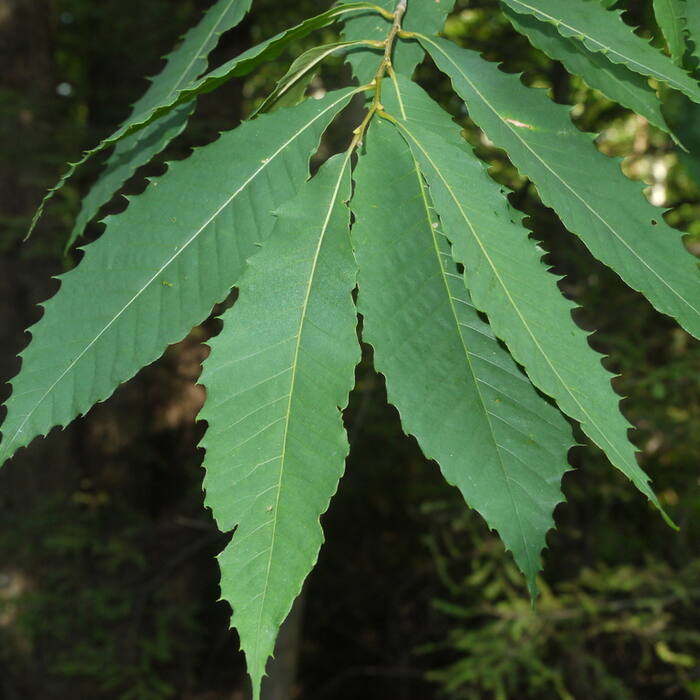 Castanea dentata (American chestnut) reference photo 3