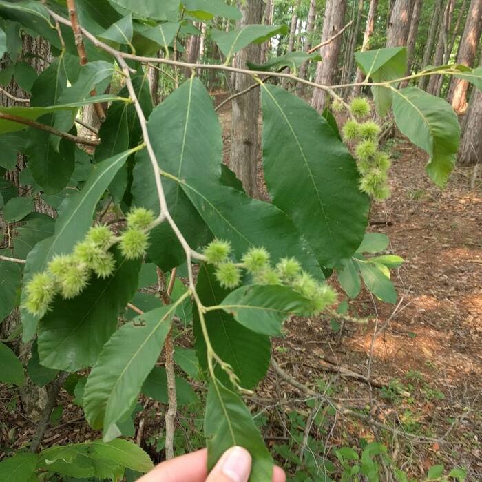 Castanea pumila (Allegheny chinquapin) reference photo 4