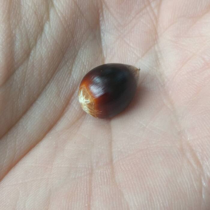 Castanea pumila (Allegheny chinquapin) reference photo 3