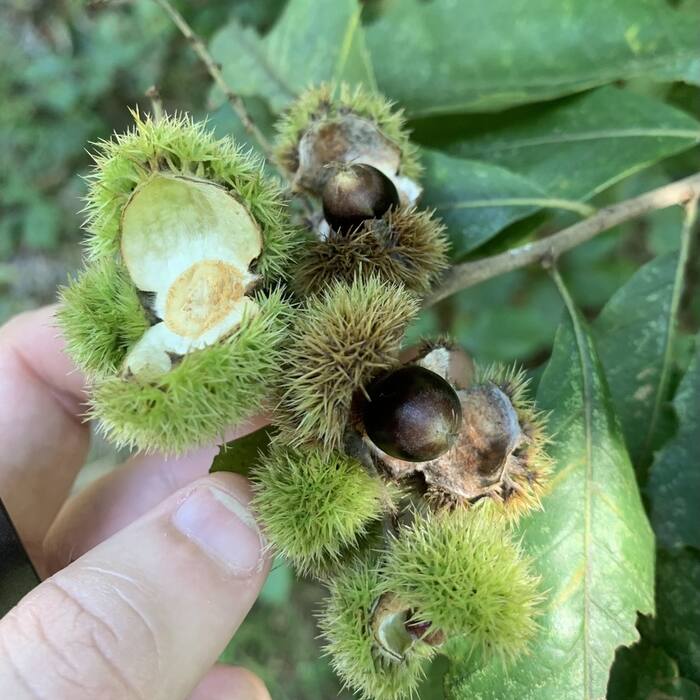 Castanea pumila (Allegheny chinquapin) reference photo 2
