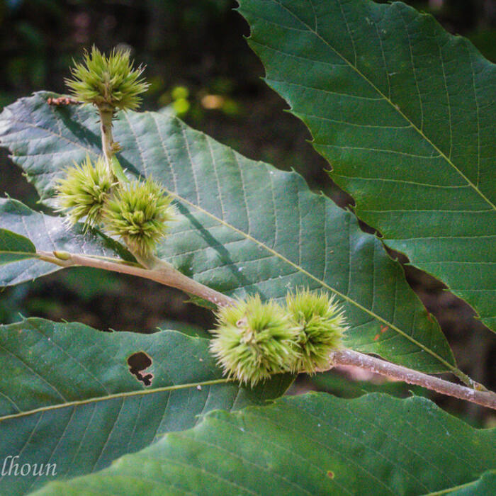 Castanea pumila (Allegheny chinquapin) reference photo 1