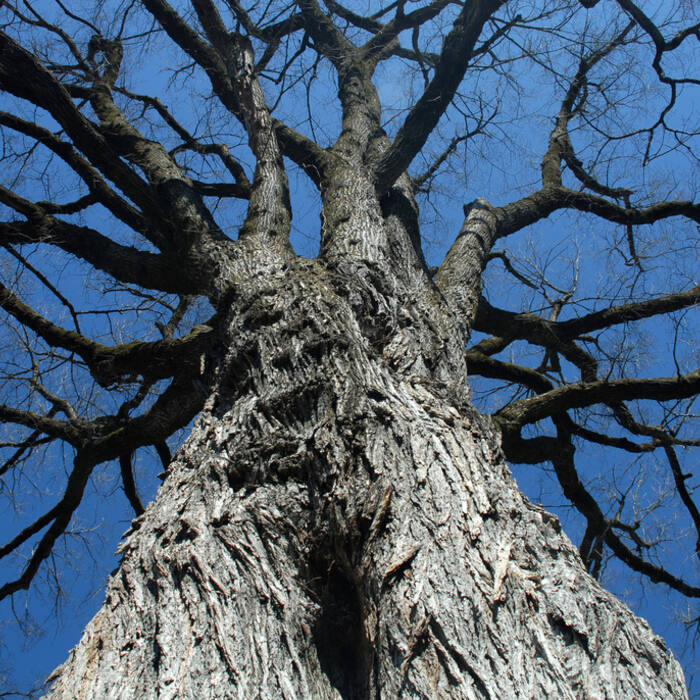 Ulmus americana and U. alata (elms) reference photo 4