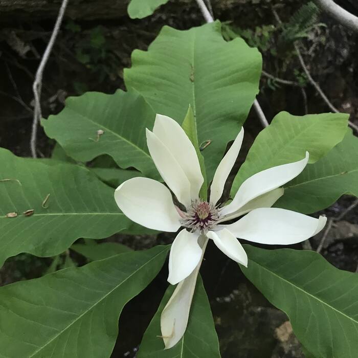 Magnolia tripetala (umbrella magnolia) reference photo 1