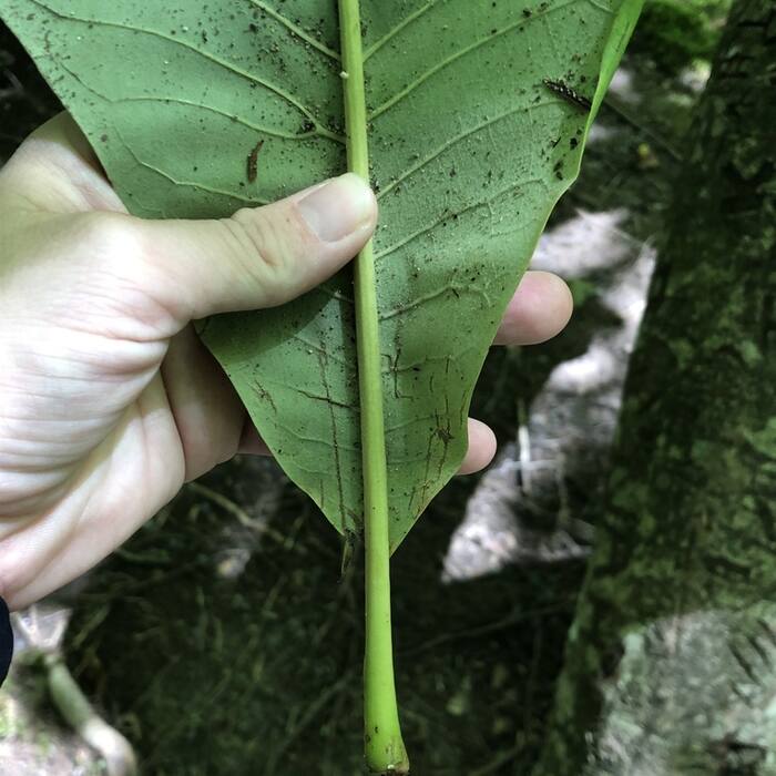 Magnolia tripetala (umbrella magnolia) reference photo 3