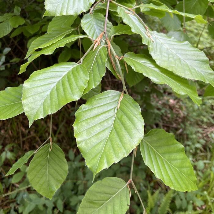 Fagus sylvatica (European beech) reference photo 1