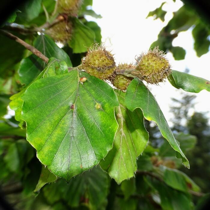 Fagus sylvatica (European beech) reference photo 2