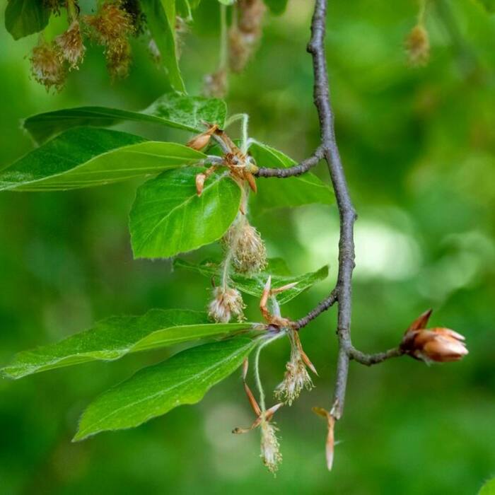 Fagus sylvatica (European beech) reference photo 4