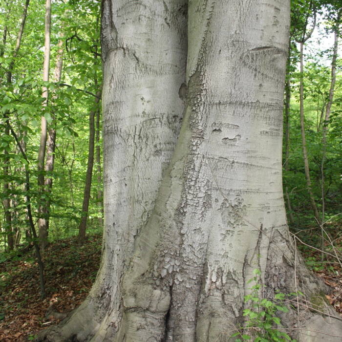 Fagus sylvatica (European beech) reference photo 3