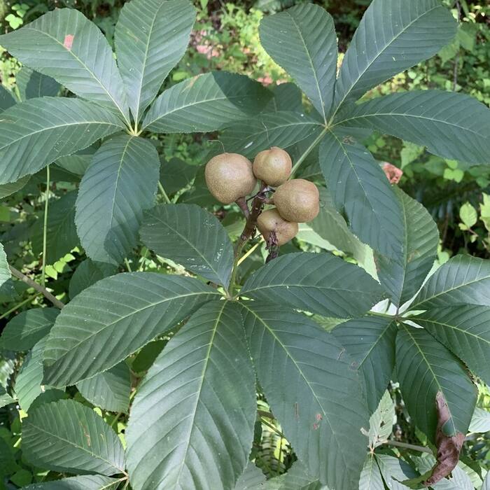 Aesculus sylvatica (painted buckeye) reference photo 3