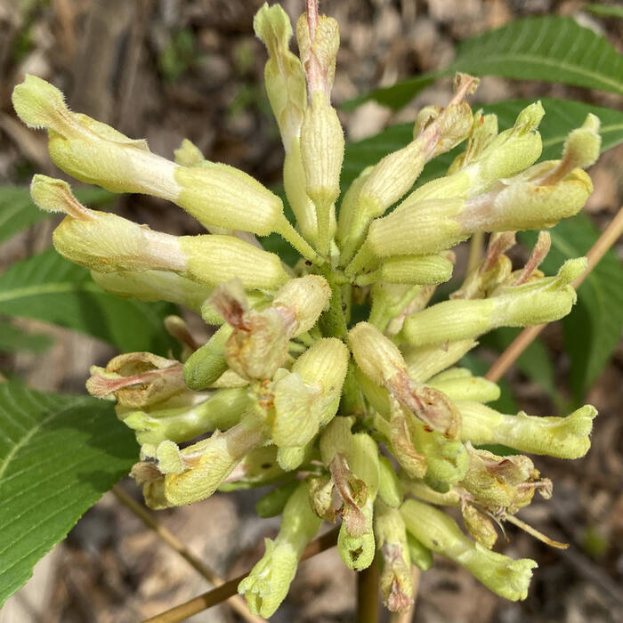 Aesculus sylvatica (painted buckeye) reference photo 2