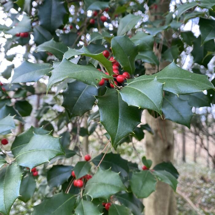 Ilex opaca (American holly) reference photo 2