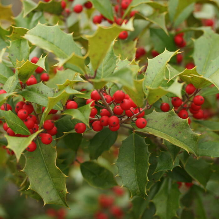 Ilex opaca (American holly) reference photo 1