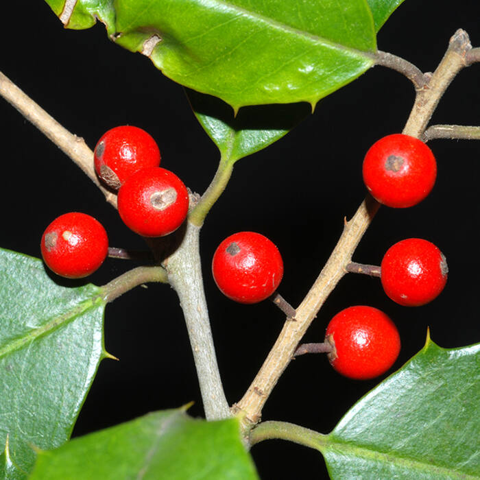 Ilex opaca (American holly) reference photo 3