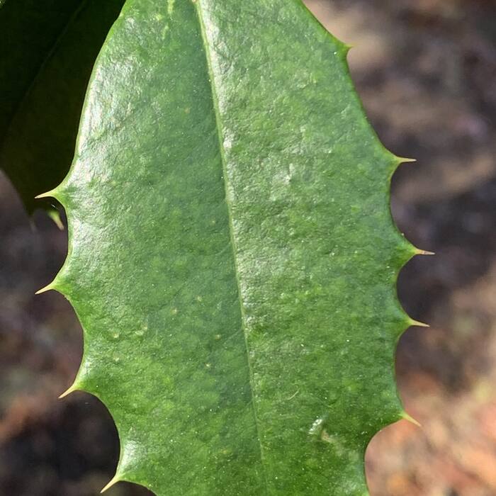 Ilex opaca (American holly) reference photo 4