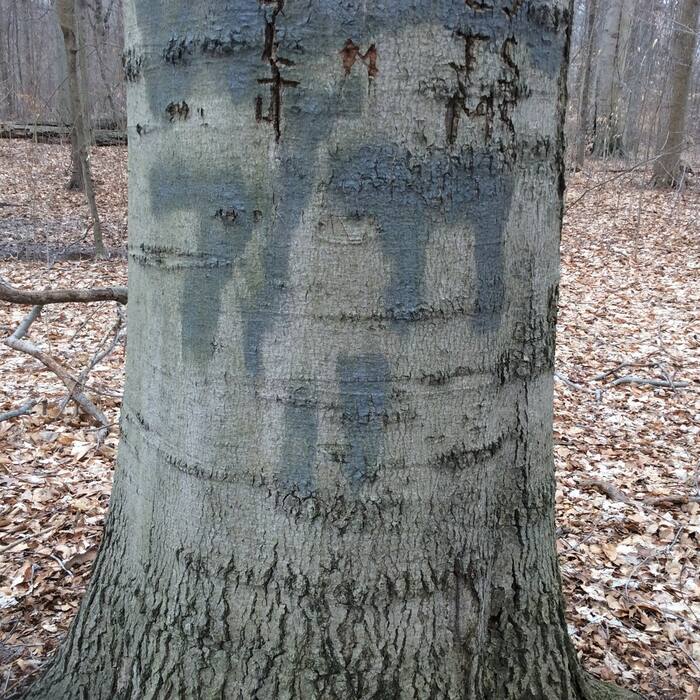 American beech