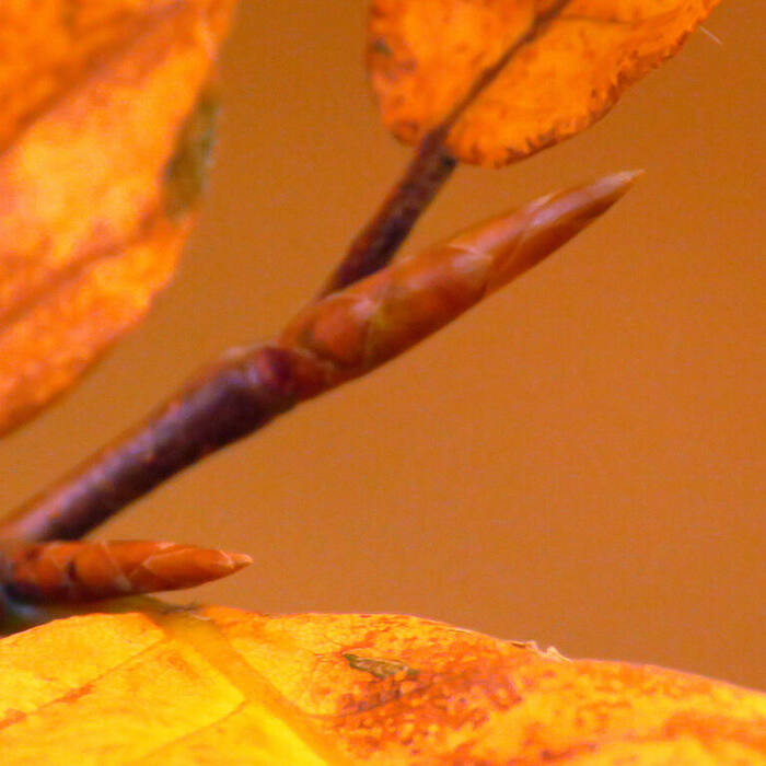 American beech bud reference