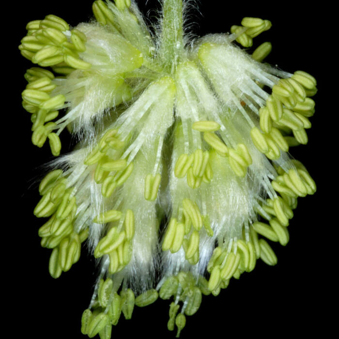 American beech catkin reference